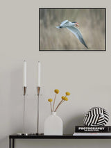 Tern Poster och Canvastavla