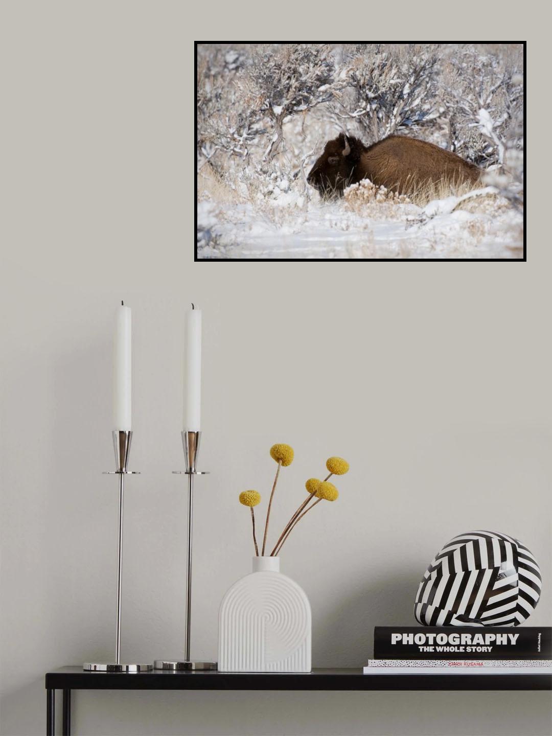 Bison in Winterland Poster och Canvastavla