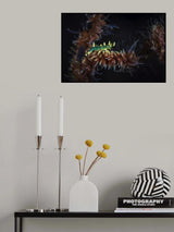 Dragon shrimp Poster och Canvastavla