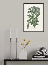 Angel Changelica Medical Botany Poster och Canvastavla