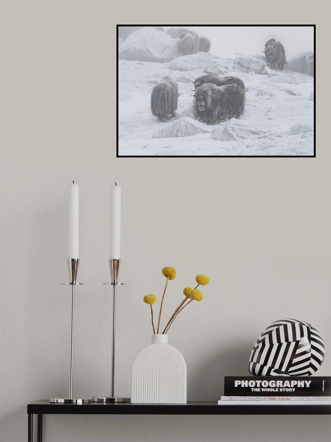 Muskox Poster och Canvastavla