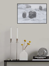 Muskox Poster och Canvastavla