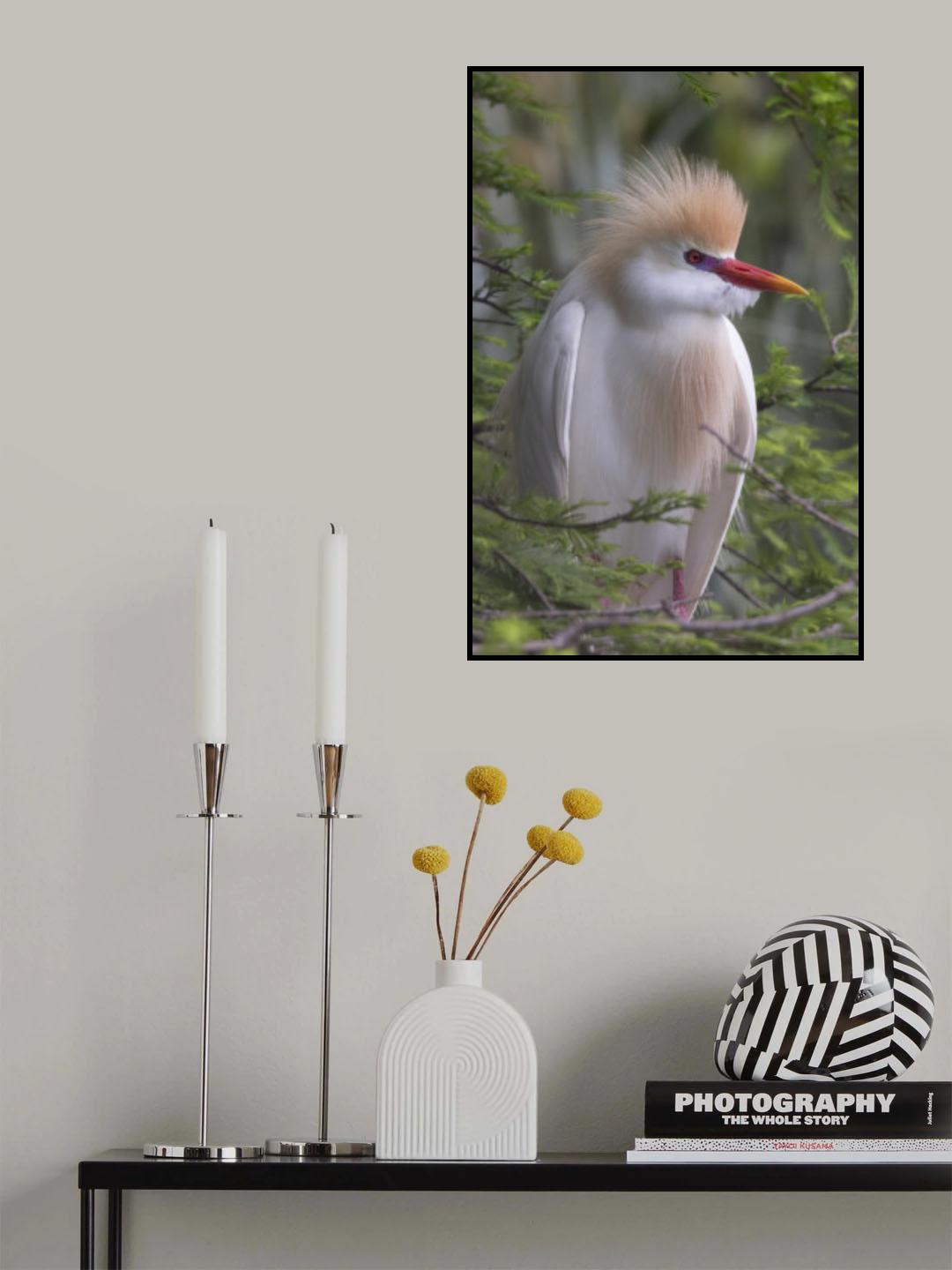 Plumage of the Cattle Egret Poster och Canvastavla