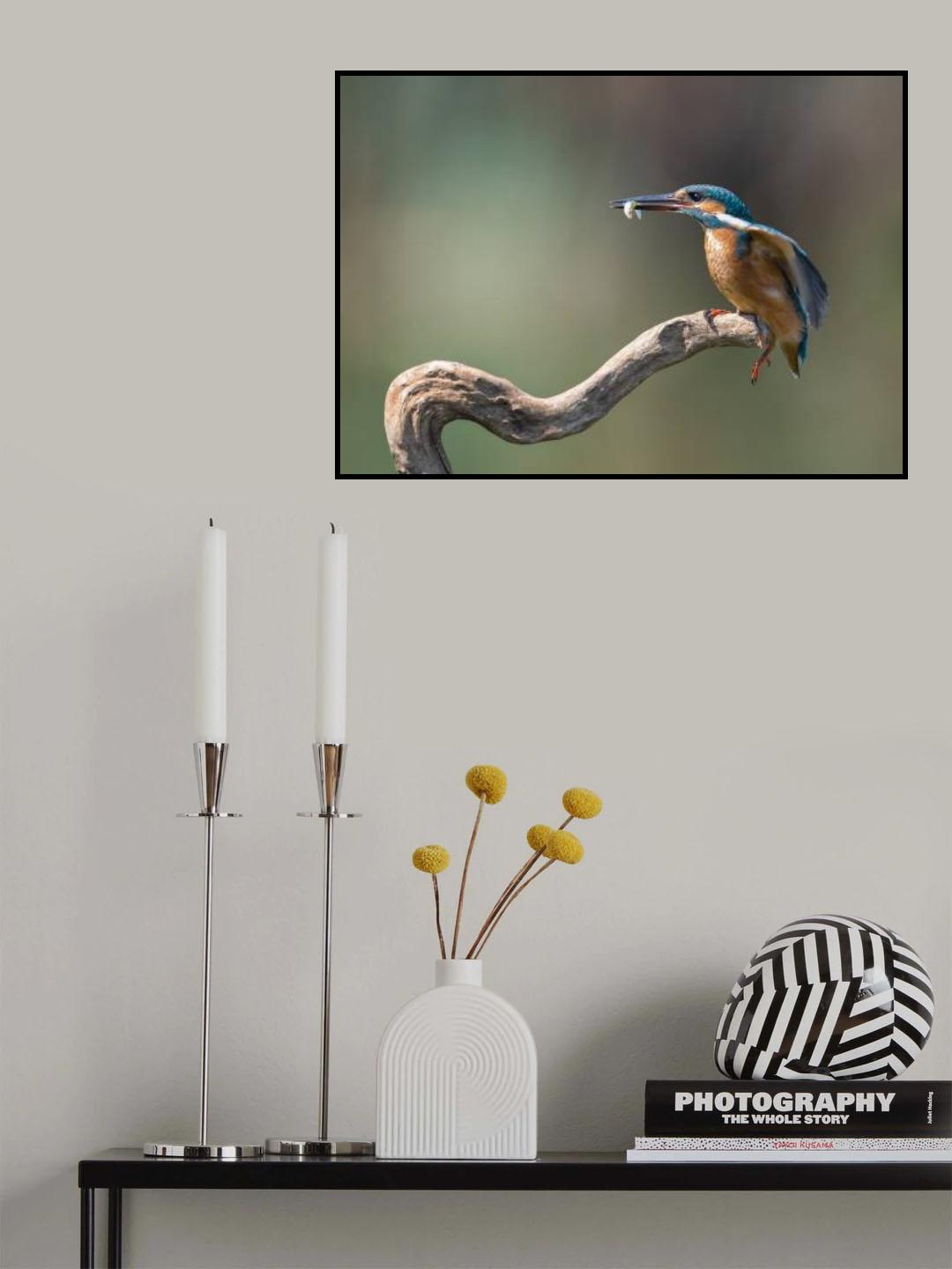 kingfisher with fish Poster och Canvastavla