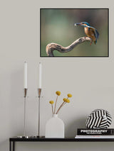 kingfisher with fish Poster och Canvastavla