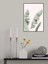 Blush Banana Leaves Poster och Canvastavla