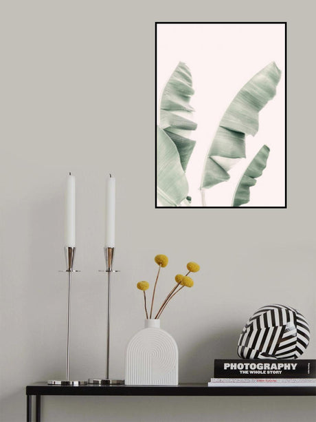 Blush Banana Leaves Poster och Canvastavla