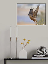 Black Kite Poster och Canvastavla