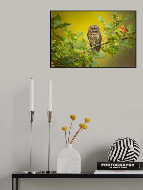 Eurasian Scops Owl Poster och Canvastavla
