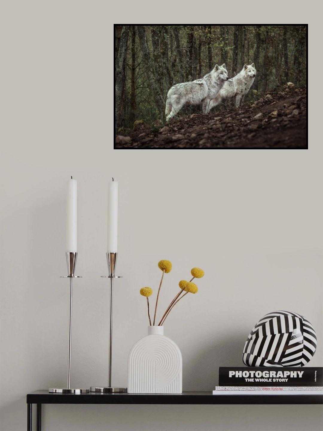 Meeting with white Wolves Poster och Canvastavla