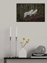 Meeting with white Wolves Poster och Canvastavla