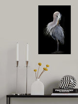 The Elegant Great Blue Heron Poster och Canvastavla