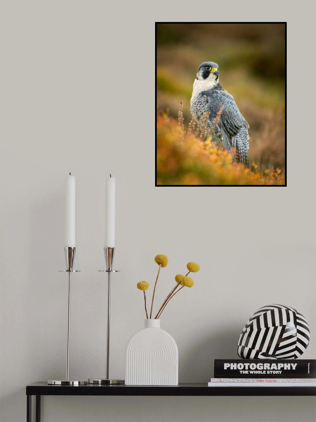 Peregrine in Heather Poster och Canvastavla