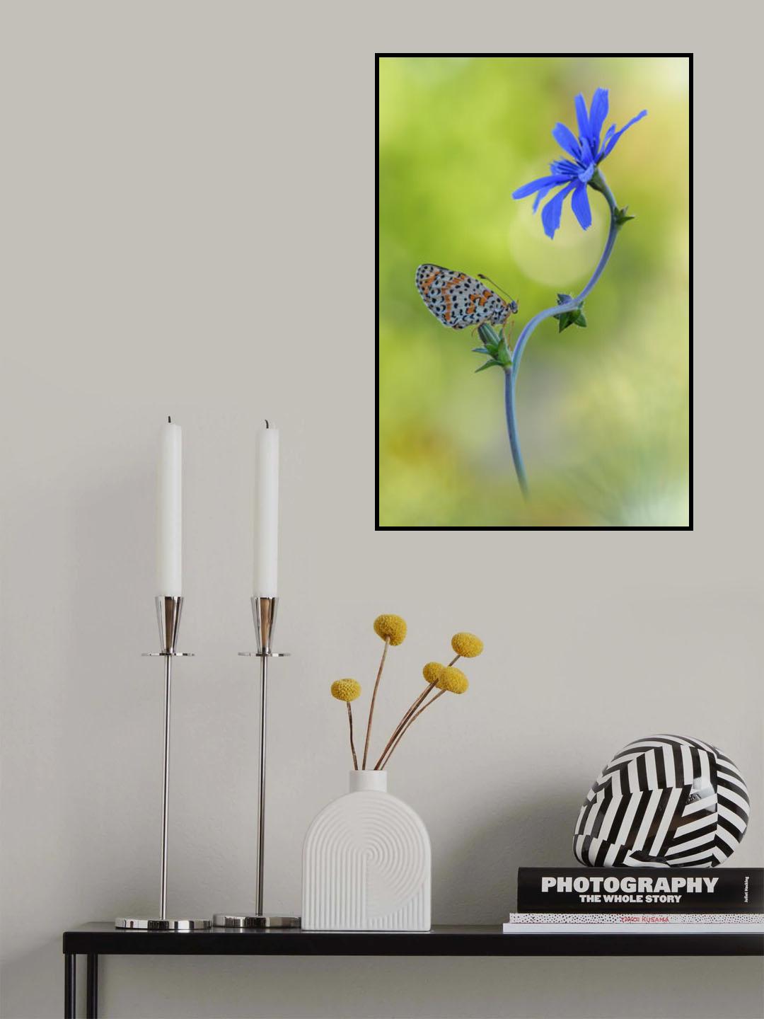 Didyma Poster och Canvastavla