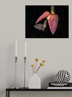 Lonchophylla robusta, Orange nectar bat Poster och Canvastavla