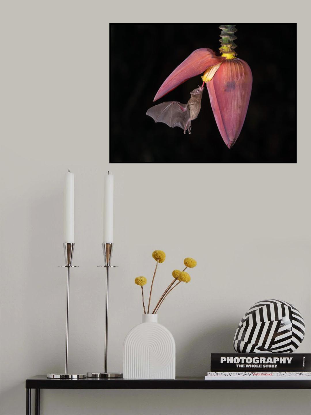 Lonchophylla robusta, Orange nectar bat Poster och Canvastavla