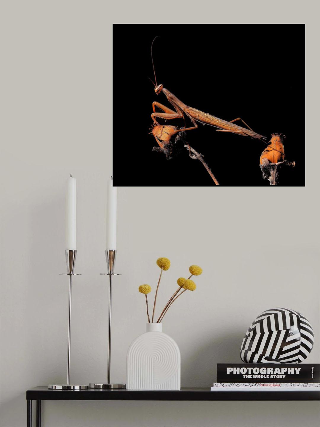 In the night... Poster och Canvastavla