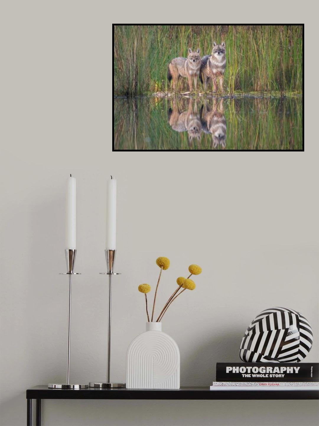 Golden Jackals Poster och Canvastavla