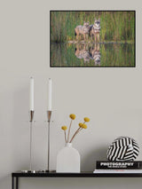 Golden Jackals Poster och Canvastavla