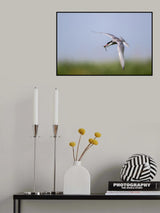 Sterna hirundo Poster och Canvastavla