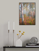 Birchtrees in morning fog Poster och Canvastavla