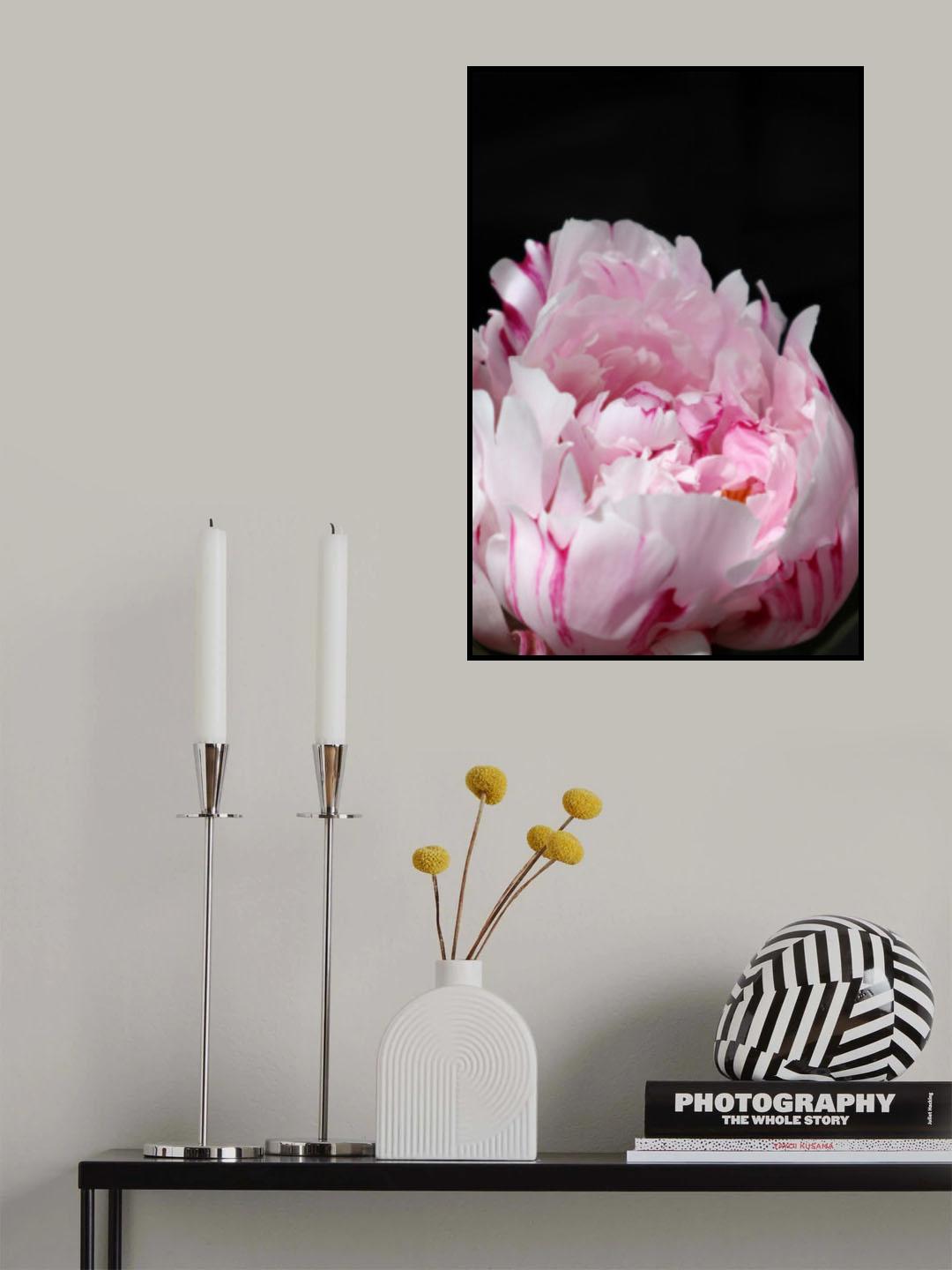 Pink peony VIII Poster och Canvastavla