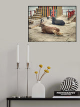 The bow Poster och Canvastavla