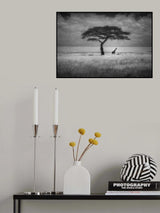 Shade Poster och Canvastavla
