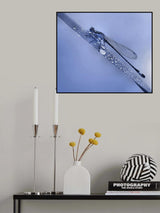 Dew bubbles... Poster och Canvastavla