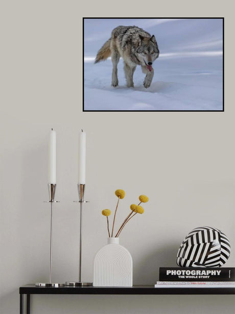 Wolf Poster och Canvastavla