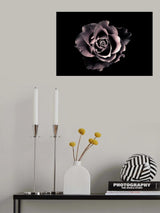 Rose Poster och Canvastavla