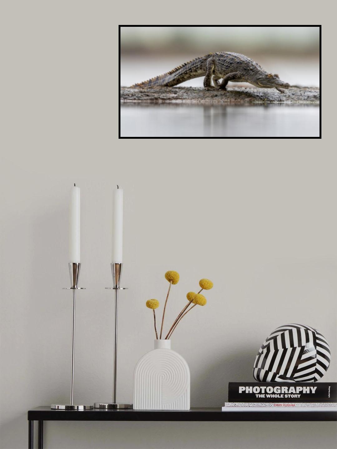 Young Croc Poster och Canvastavla