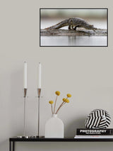 Young Croc Poster och Canvastavla