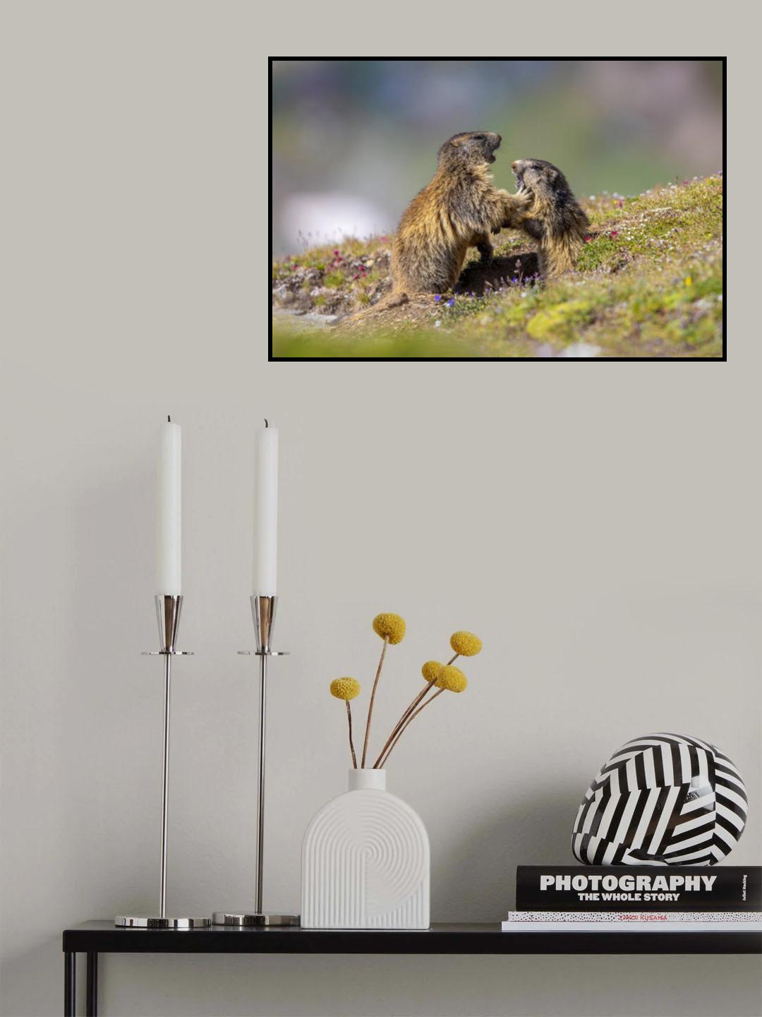 Marmot in the rainbow Poster och Canvastavla