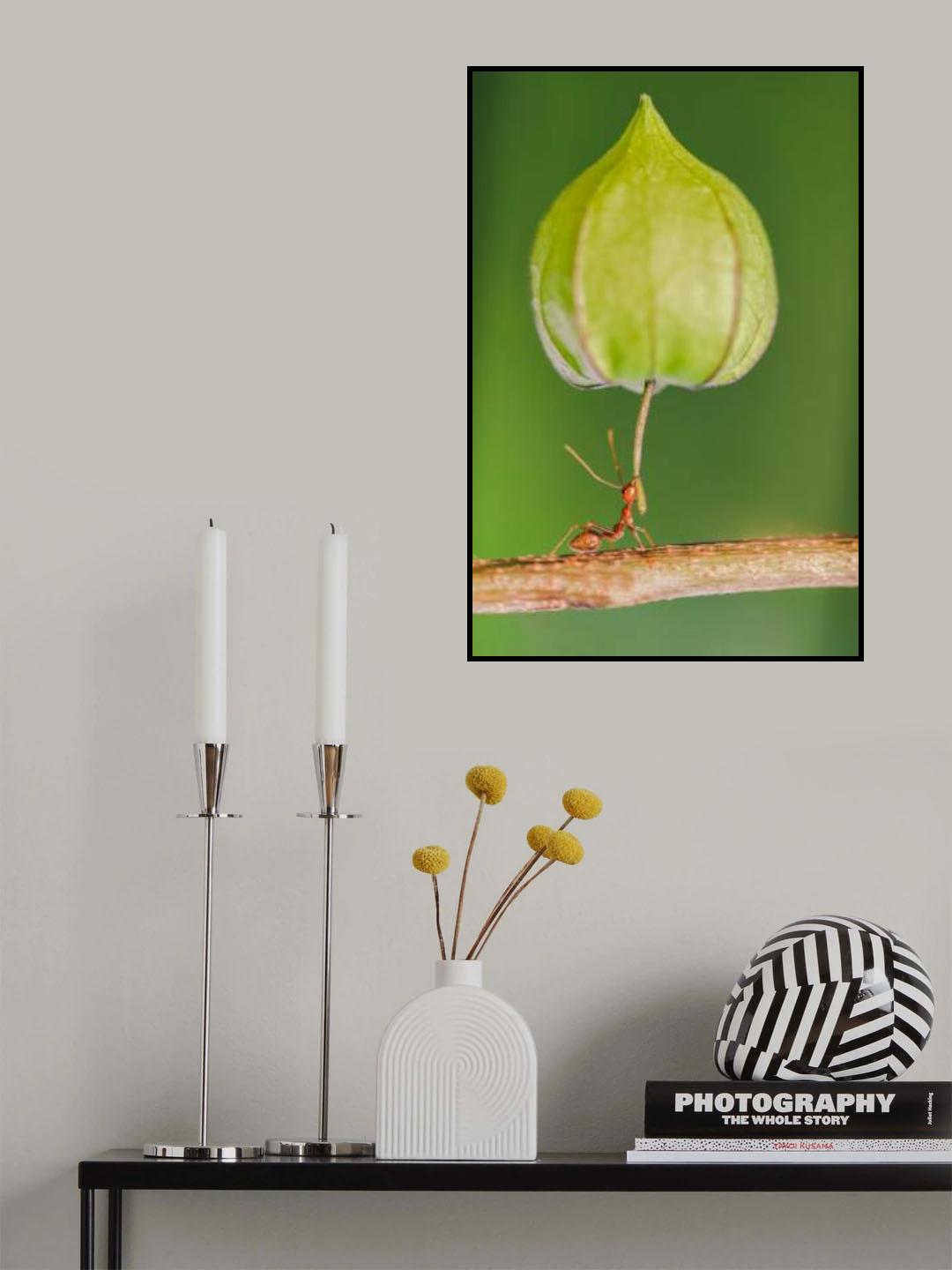 weaver ant leg strength Poster och Canvastavla