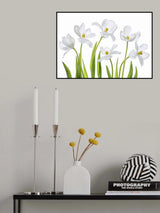 White Tulips Poster och Canvastavla