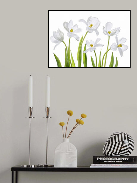White Tulips Poster och Canvastavla