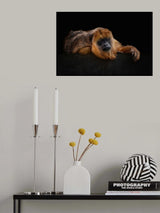 I'm Bored - Baboune - Alouatta Macconnelli Poster och Canvastavla