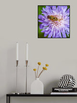 Hoverfly on Flower Poster och Canvastavla