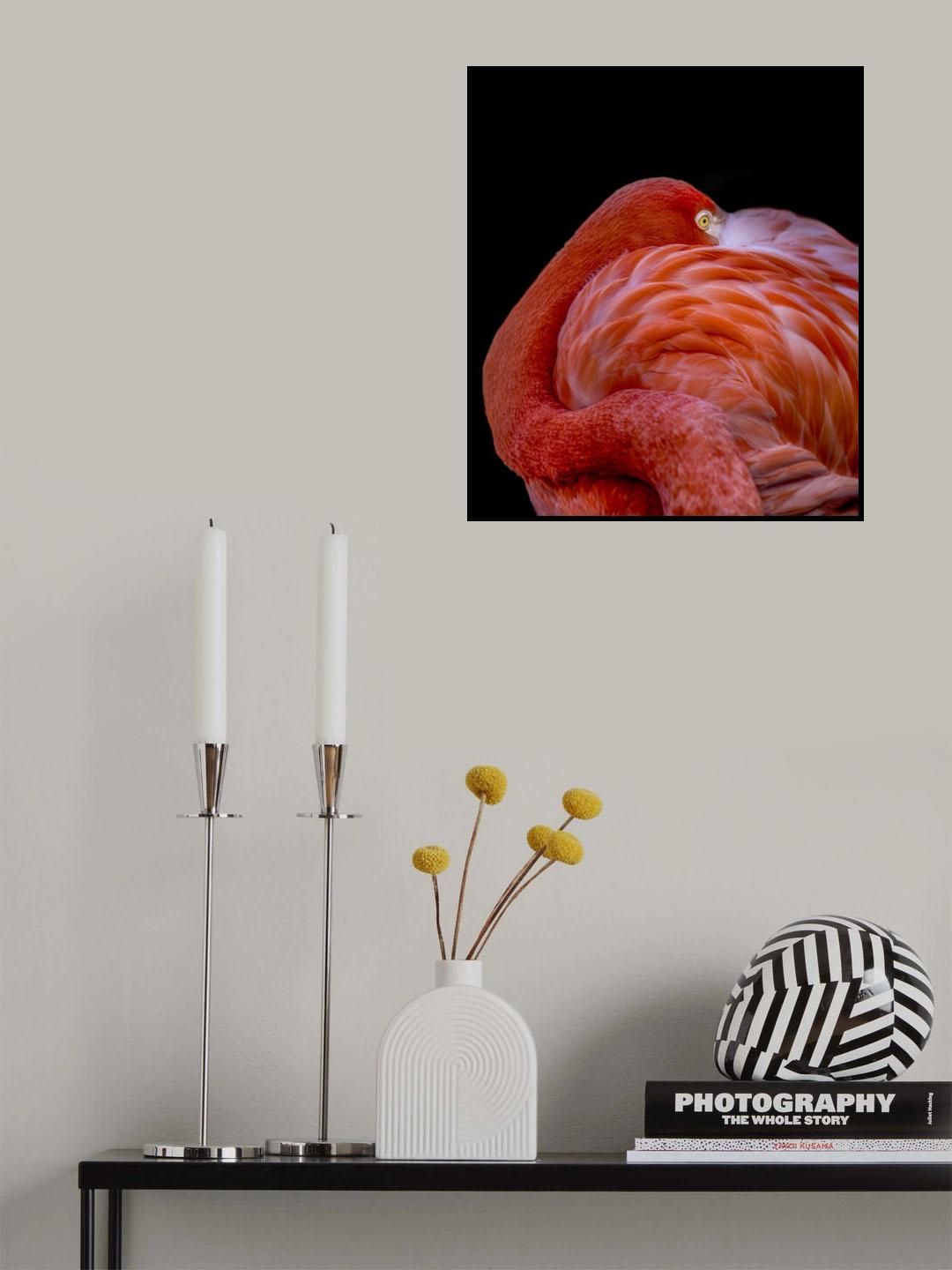 Flamingo Poster och Canvastavla