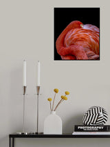 Flamingo Poster och Canvastavla