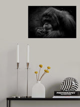 I am Orangutan Poster och Canvastavla