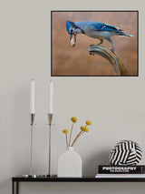 Blue jay bird Poster och Canvastavla