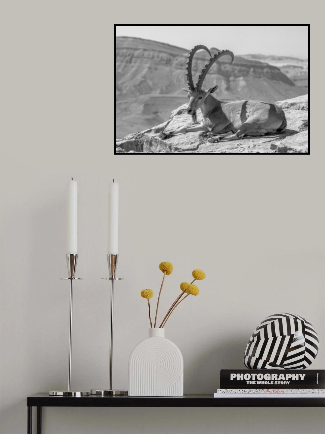 Male Nubian Ibex, Makhtesh (crater) Ramon Poster och Canvastavla