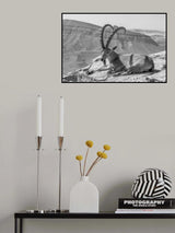Male Nubian Ibex, Makhtesh (crater) Ramon Poster och Canvastavla
