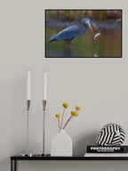 Great egret Poster och Canvastavla