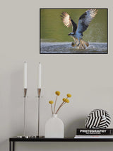 Osprey in hunting Poster och Canvastavla