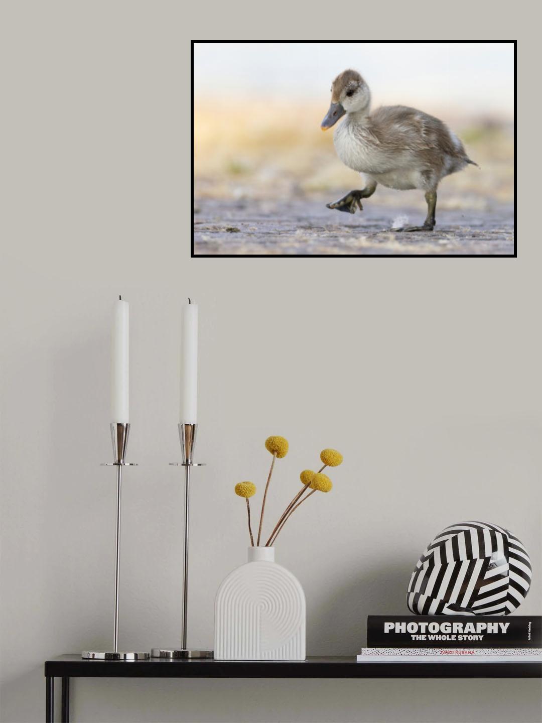 Little Red-crested Pochard Poster och Canvastavla