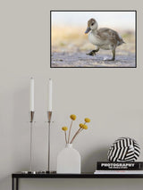 Little Red-crested Pochard Poster och Canvastavla