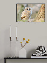 Strix aluco Poster och Canvastavla
